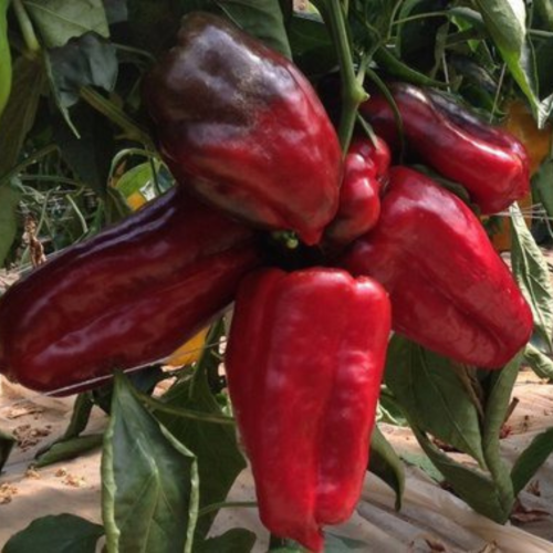 Projekt bez nazwy-8.png