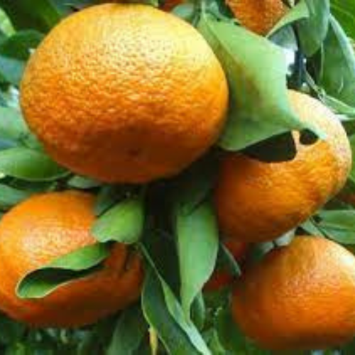 Projekt bez nazwy-18.png