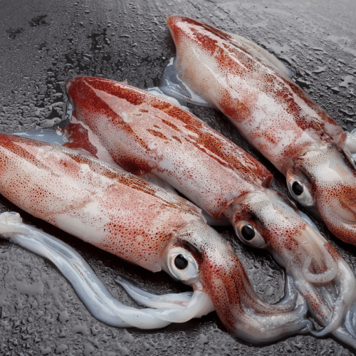 Projekt bez nazwy.png