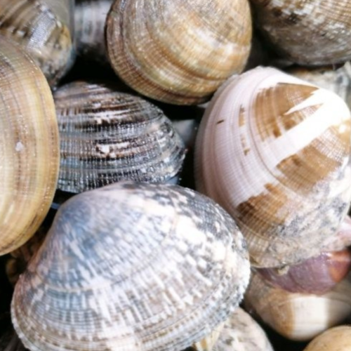 Projekt bez nazwy.png