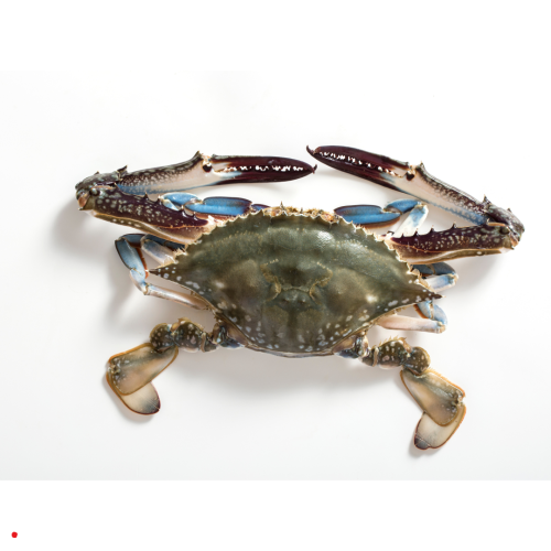 Projekt bez nazwy-12.png