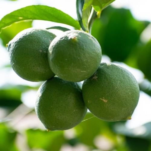 cytryny verdello.jpeg