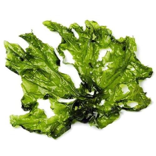 Sea-lettuce-preview_square.jpeg