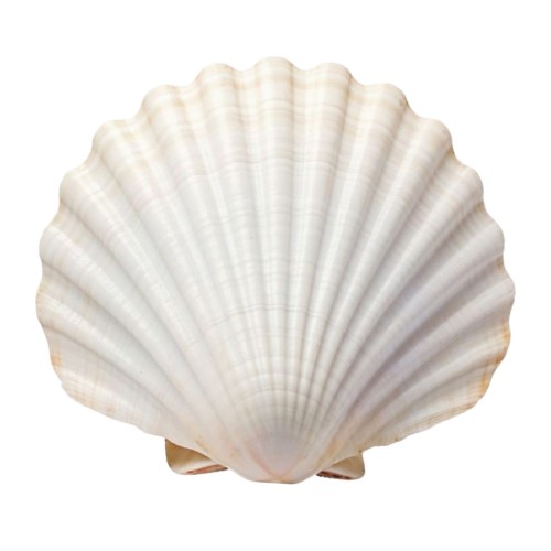 rabat na śledzie.jpeg