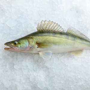 Sandacz / szczupak 2,5 kg – świeży, dziki połów z Holandii