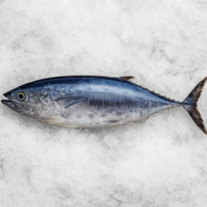 Tuńczyk błękitnopłetwy cały 70–100 kg – Balfegó, świeży, ikejime, premium quality