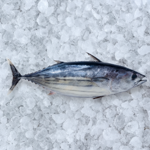 Tuńczyk Bonito Del Norte