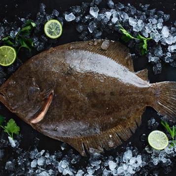 Turbot.jpg